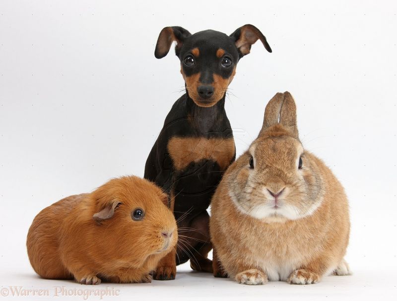 36322-Miniature-Pinscher-puppy-rabbit-and-Guinea-pig-white-background_1