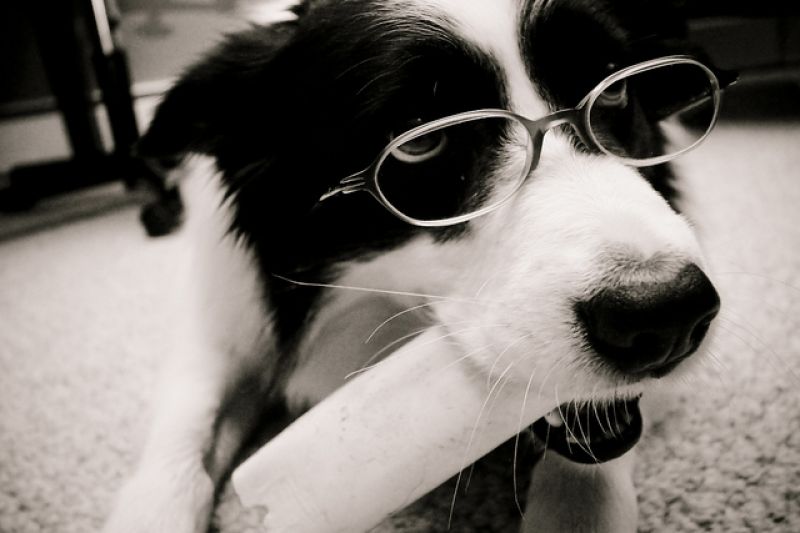 de-5-intelligentste-honden