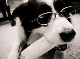 de-5-intelligentste-honden